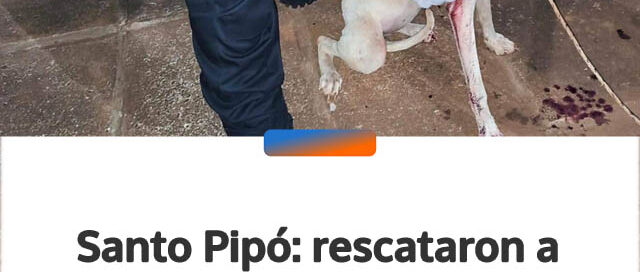 Santo Pipó: rescataron a una perra herida y avanzan en una causa por crueldad animal